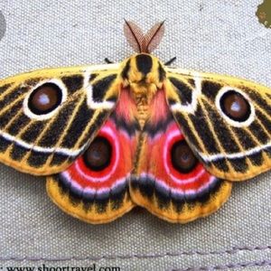 Meet your Posher, Sara